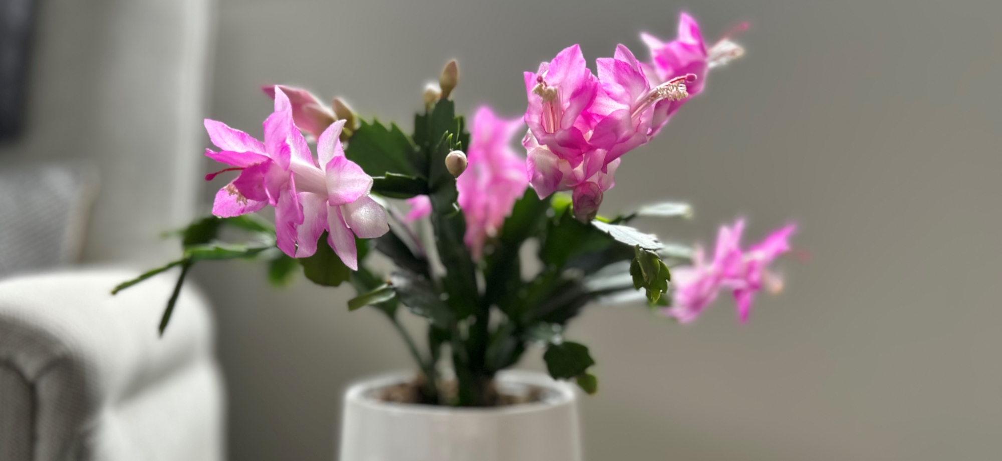 Zygo Banner Image3.jpg